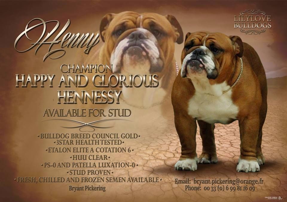 CH. happy and glorious Hennessy
