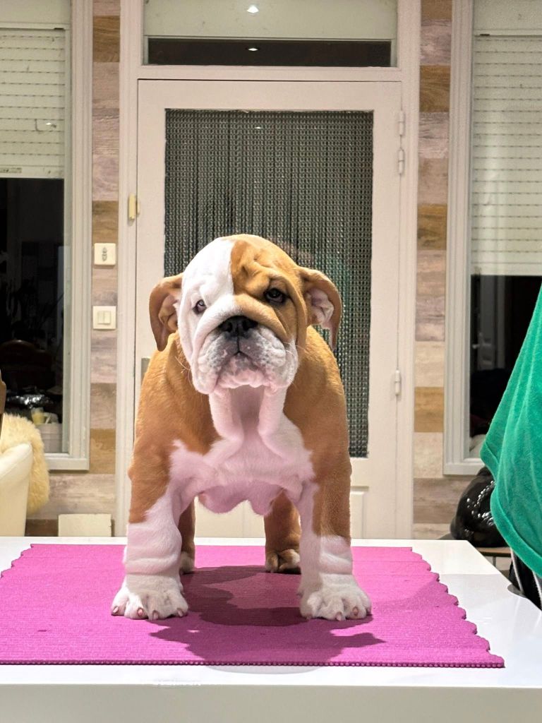 Lilylove - Chiots disponibles - Bulldog Anglais