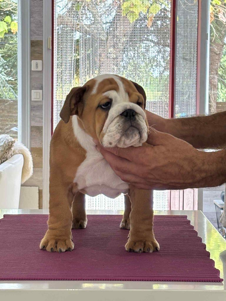 Lilylove - Chiots disponibles - Bulldog Anglais